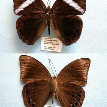 Amnosia decora