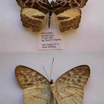 Catuna crithea