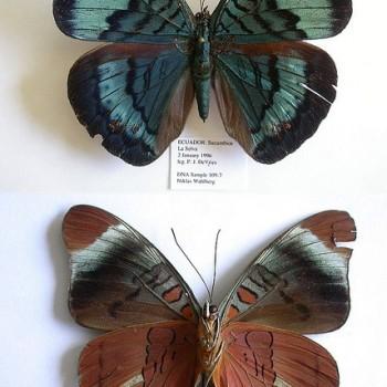 Panacea divalis
