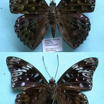 Dichorragia nesimachus