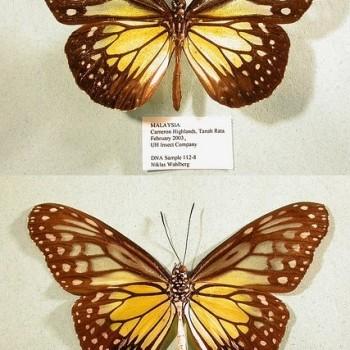 Parantica aspasia