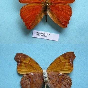 Temenis laothoe