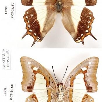 Polyura moori