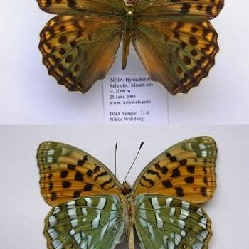 Fabriciana kamala