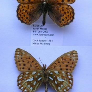 Issoria eugenia