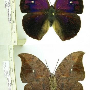 Polygrapha tyrianthina