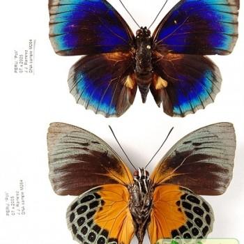 Agrias hewitsonius