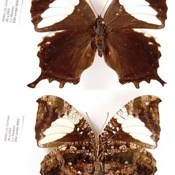 Hypna clytemnestra