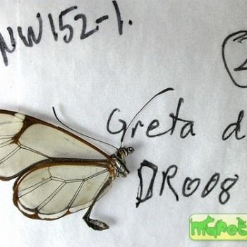 Greta diaphanus