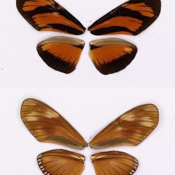 Eueides lineata