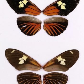 Heliconius burneyi