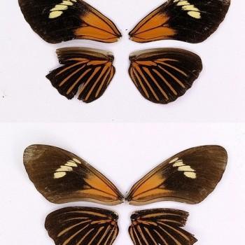Heliconius demeter