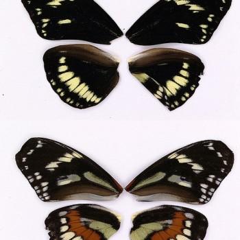 Heliconius hecuba
