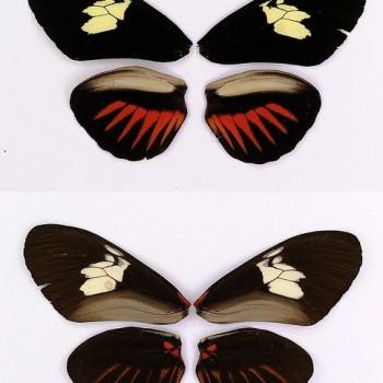 Heliconius timareta