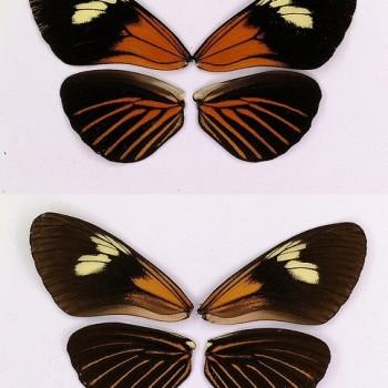 Heliconius xanthocles