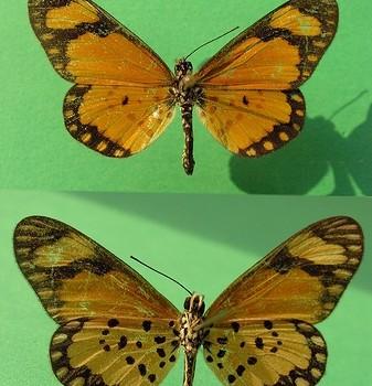 Acraea eponina