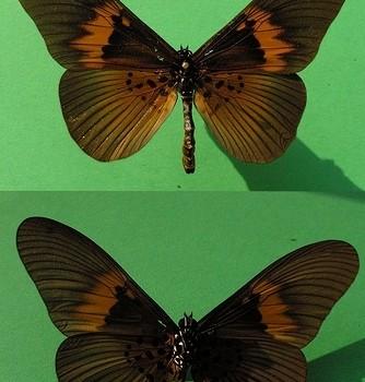 Acraea umbra