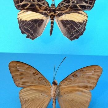Catuna oberthueri