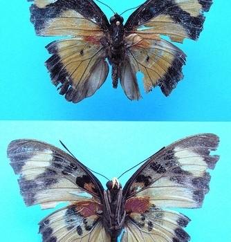 Euphaedra adonina