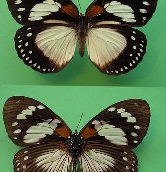 Euxanthe trajanus