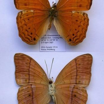 Cirrochroa tyche