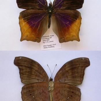 Terinos atlita