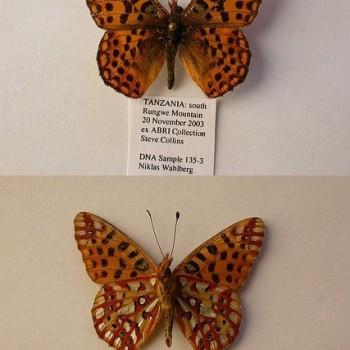 issoria smaragdifera
