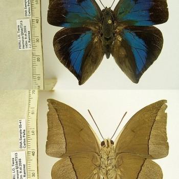 Anaeomorpha splendida