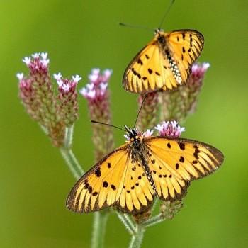 Acraea rahira