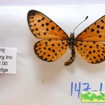 Pardopsis punctatissima