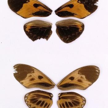 Eueides lampeto
