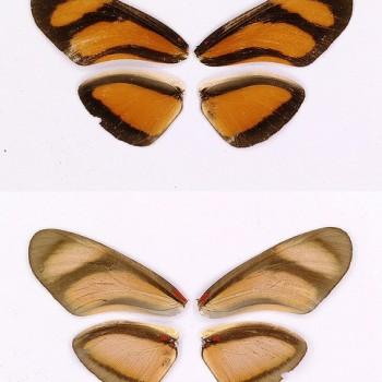 Eueides lybia