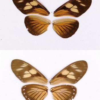 Eueides vibilia