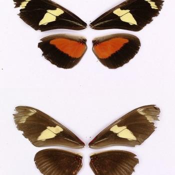 Heliconius ricini