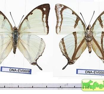 charaxes kahldeni