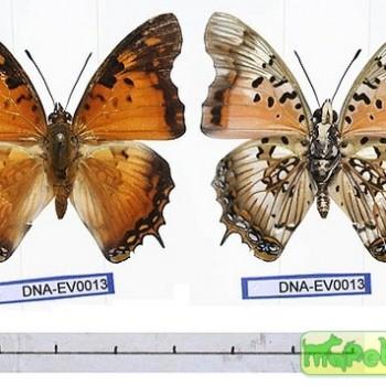 charaxes jahlusa
