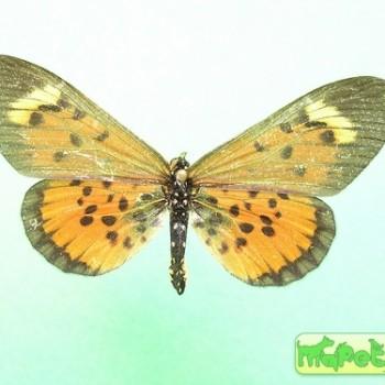 Acraea cepheus