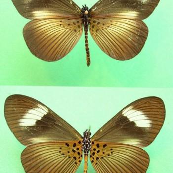 Acraea epiprotea