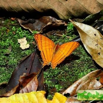 Marpesia harmonia