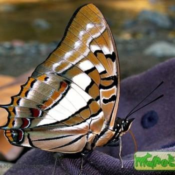 Polyura pyrrhus