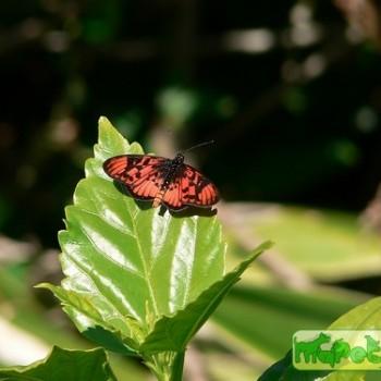 Acraea petraea