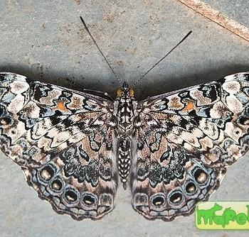 Hamadryas iphthime