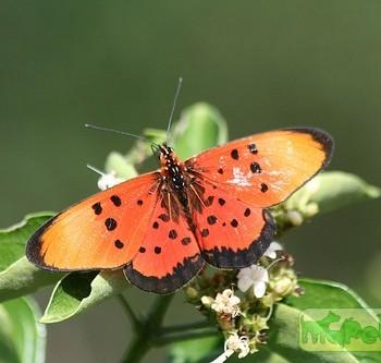 Acraea acrita