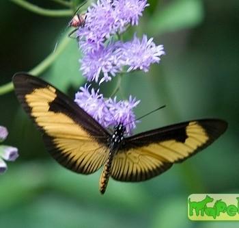 Acraea aurivillii