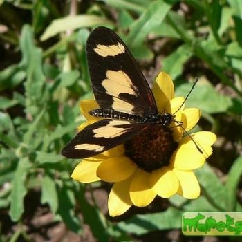 Acraea cabira