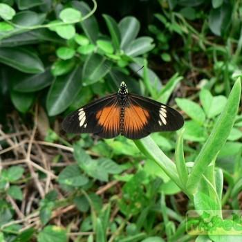 Acraea esebria
