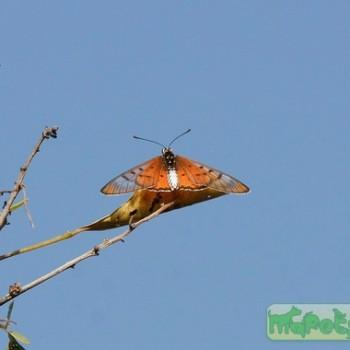 Acraea braesia