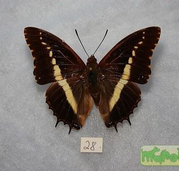 charaxes junius