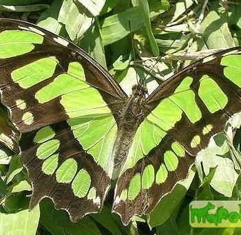Philaethria wernickei
