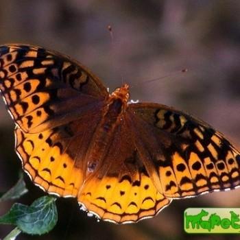 Speyeria cybele